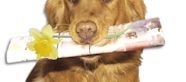 Secure Pet Containment